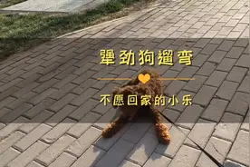 狗狗出来遛弯，犟劲上来了，不愿意回家，拉也拉不动