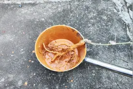 裸根移栽很多人做错了，学会这样上盆栽一棵活一棵，分享7大要点视频封面