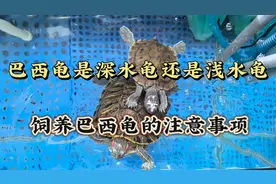 养龟新手必看！巴西龟的深浅水养护指南🐢💦视频封面