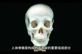 人体骨骼，约206块骨头，分颅骨，躯干骨和四肢骨三部分视频封面