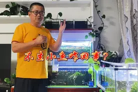 都说孔雀鱼是“百万鱼”，养久了不生小鱼咋回事？一招解决