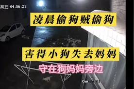 我奉劝大家不要吃狗肉，因为很有可能你吃到嘴里的是被毒死愉来的视频封面