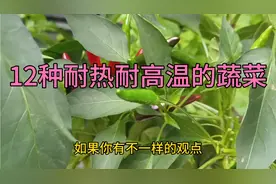 夏天种菜，12种耐热又耐晒的蔬菜