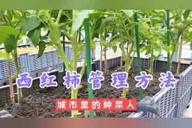 蕃茄种植整枝打杈很关键，结果期要这样管理，种植箱也能种好蔬菜视频封面