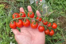 从种子到成熟，小番茄种植方法