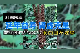 震惊南方小金豆之长白山不老草
