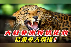 中年大叔携带小情人狩猎花豹，过程真刺激，结果令人惋惜！