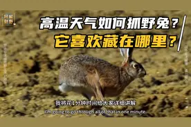 高温天气如何抓野兔？它喜欢藏在哪里？视频封面