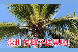 深圳的椰子挂果啦！
