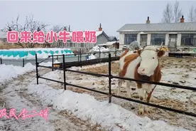 走好几里路，母牛妈妈都跑回来，找小牛给喂奶，小牛可爱母爱伟大视频封面