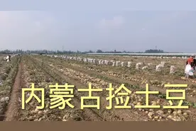 内蒙古2024捡土豆已经开始视频封面