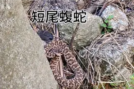 短尾蝮蛇，剧毒蛇类！我们当地叫它土蛇子！遇到一定要注意安全！