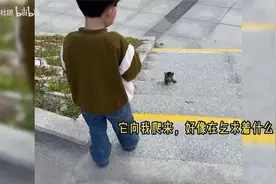 “小奶猫走丢后向人类求救，幸遇暖心恩人”视频封面
