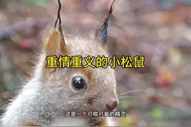 勇敢拼死相救朋友爱人的小松鼠战士是一个伟大的英雄比很多人类强视频封面