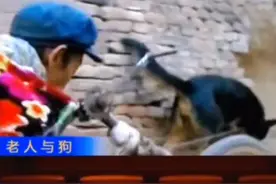 老人与狗  真实故事视频封面