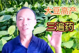 大豆高产三遍药，应该在什么时候打，打什么药才能起到更好的效果视频封面