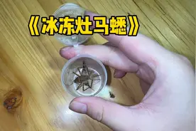 有人认识这种虫吗？灶马蟋是否属于害虫呢？视频封面