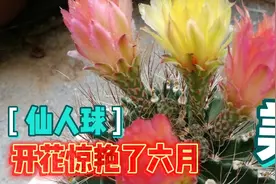 仙人球开花漂亮，很多品种都是这样的勤花品种！推荐给大家！视频封面