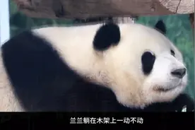 这眼神，满是委屈。兰兰这是怎么啦？