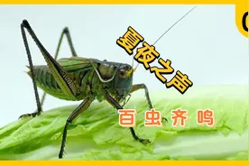 知道昆虫怎么叫吗，盘点十七种虫鸣，听着虫声入眠，安逸整个夏天