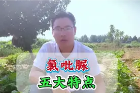 细胞分裂素氯吡脲的五大特点和应用，氯吡脲膨大配方！