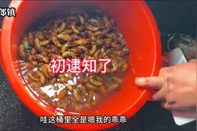 第一集：小伙怒爬南京最大的竹海，只为了夏天才有的一道美食视频封面