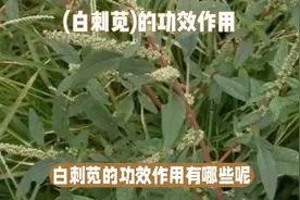 （白刺苋）功效痔疮、便血、抗菌消炎胄渍疡等多种作用