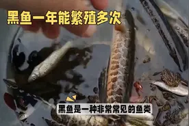 黑鱼繁殖能力强，一年可繁殖多次