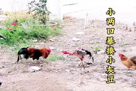 小斗鸡PK老土鸡两口，老母鸡打的很凶，腿功也可以，很精彩