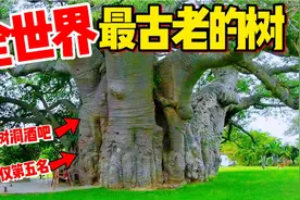 探秘全球最古老的十棵奇树,古树神奇超出想象第一名长成一片森林视频封面