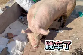 今天中午，老孟一头最大猪跳车了，给这哥俩累够呛，笼子也干碎了
