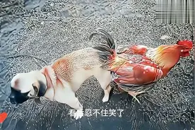 为啥老人常说鸡犬不宁，它们究竟有什么恩怨，看后忍不住笑了视频封面