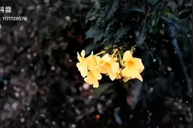 车载抖音混剪音乐