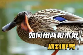 如何用两根木棍，就能抓到野鸭？