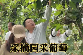 家里人去采摘园采葡萄，2元一斤随便摘，这种小葡萄你吃过吗？