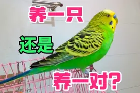 虎皮鹦鹉养一只还是养一对好？养一只有哪些优缺点？