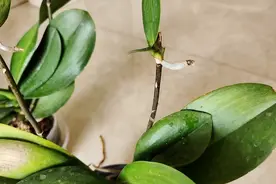 蝴蝶兰从小苗长到大苗一般需要3年的时间才出花剑