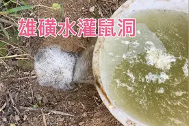 小伙用100斤“雄磺水”灌鼠洞，一大桶水下去老鼠全岀来，真过瘾视频封面