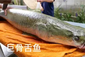 价值58000元的巨骨舌鱼， 竟被如此烹饪成美味佳肴！视频封面