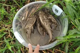 清道夫晒干下雨天喝到雨水会复活，盆子装水给它们抢救，起死回生视频封面