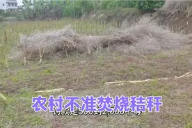 四川农村不准焚烧秸秆，没有地方堆放该怎么办？真的污染空气吗视频封面