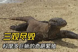 科莫多巨蜥  没对象也能下蛋  生出来的孩子再跟自己繁殖！