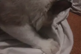 谁家的小猫咪一边踩奶一边嘬奶呀视频封面