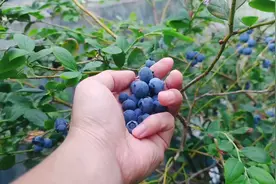 广东适合种什么蓝莓？小伙在楼顶种蓝莓10年，新鲜蓝莓免费吃！视频封面