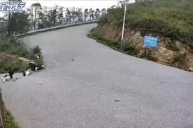 一辆电动车坐着四个女孩弯道失控尖叫，安全警钟被狠狠敲响视频封面