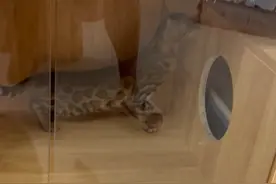 猫配种交配配猫全过程视频封面
