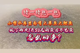 水库放养鱼苗为什么不见苗视频封面