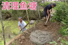 农村父子俩清理百岁爷爷鱼塘准备给鱼搬家，小曾做几道家常菜加餐视频封面