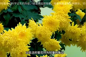 日本九菊一派的前身及在我国的恶行