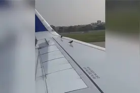 机场驱鸟队天塌了视频封面